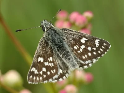 Favria cribrellum