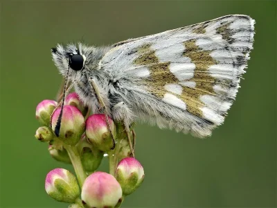Favria cribrellum