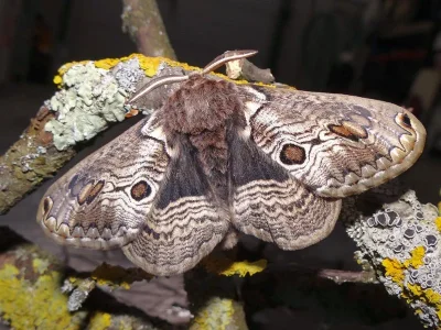 Brahmaea europaea