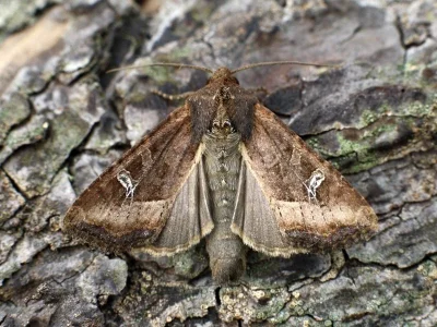 Helotropha leucostigma