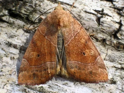 Cosmia (Calymnia) trapezina