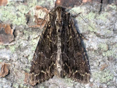 Apamea (Abromias) monoglypha