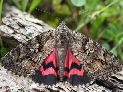Catocala sponsa