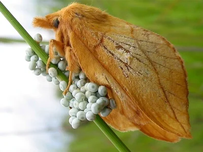 Euthrix potatoria