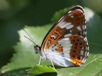 Limenitis camilla