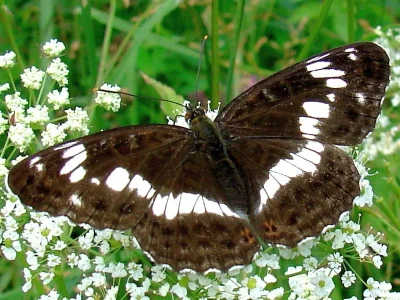 Limenitis camilla