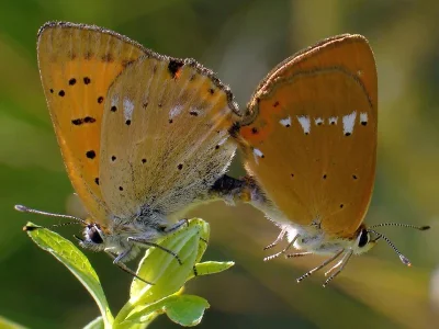 Lycaena (Heodes) virgaureae