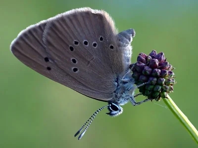 Phengaris nausithous