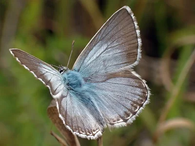 Polyommatus (Lysandra) coridon