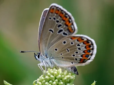 Plebejus (Lycaeides) argyrognomon