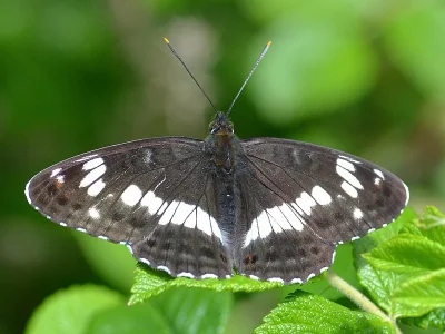Limenitis camilla