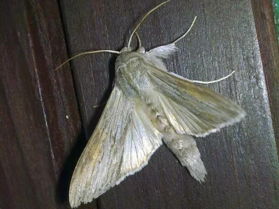 Cucullia umbratica