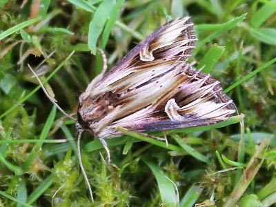 Actinotia polyodon
