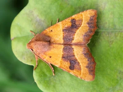 Atethmia centrago