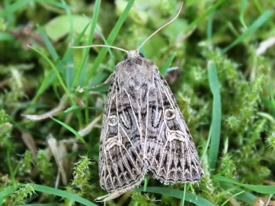 Tholera decimalis