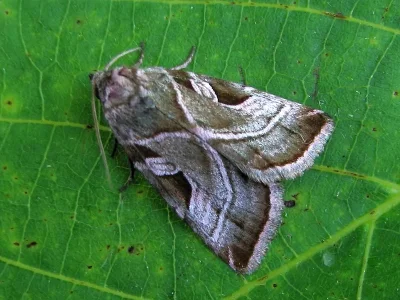 Eucarta virgo