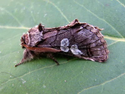 Diloba caeruleocephala