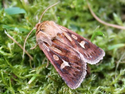 Cerapteryx graminis