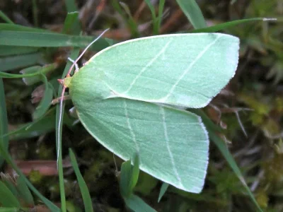 Bena bicolorana
