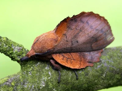 Gastropacha (Gastropacha) quercifolia