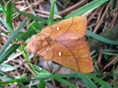 Odonestis pruni