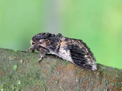 Notodonta tritophus