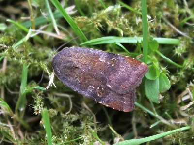 Noctua janthina
