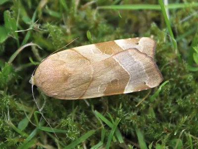 Noctua fimbriata