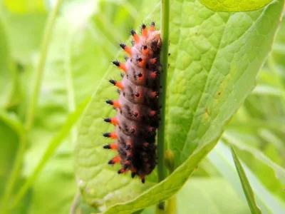 Zerynthia (Z.) polyxena