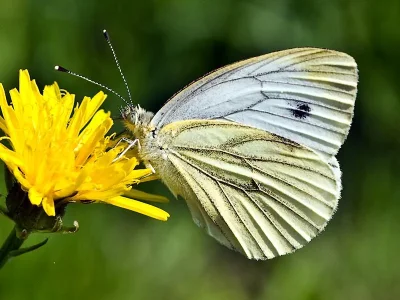 Pieris (Artogeia) napi