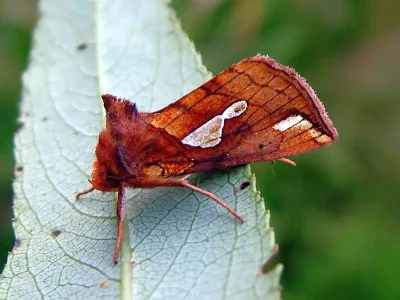 Plusia putnami