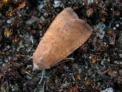 Noctua interjecta