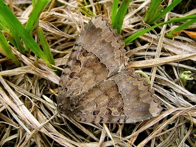 Mormo maura