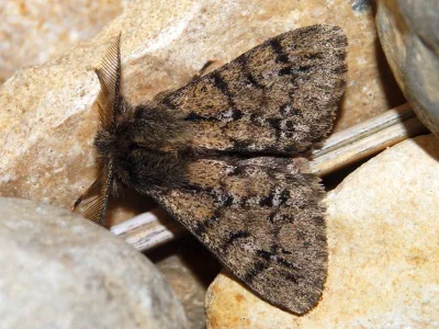 Ocneria (Ocneria) bazae