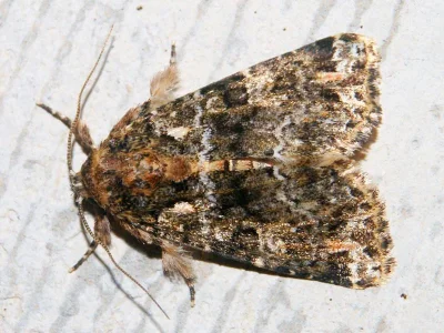 Callopistria latreillei