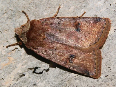 Cerastis (Cerastis) faceta