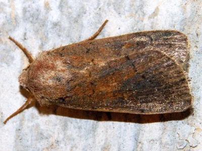 Charanyca (Rusina) ferruginea