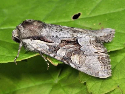 Lacanobia (Lacanobia) w-latinum