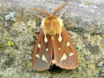 Arctia testudinaria