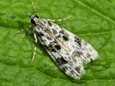Eudonia delunella