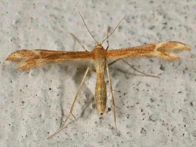 Marasmarcha lunaedactyla