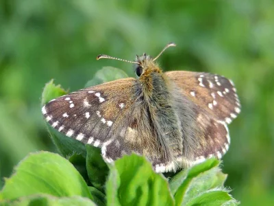 Pyrgus armoricanus