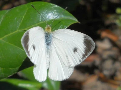 Pieris (Artogeia) mannii