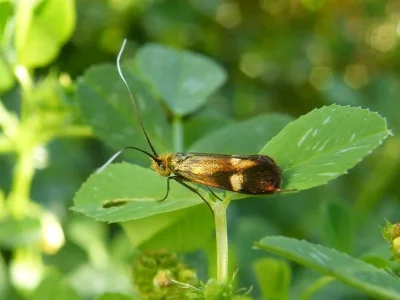 Nemophora raddaella