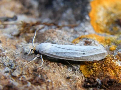 Coscinia cribraria