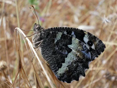 Brintesia circe