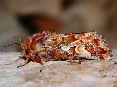 Panolis flammea