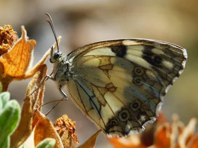Melanargia (Melanargia) lachesis