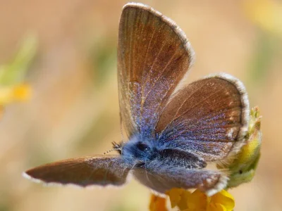 Glaucopsyche melanops