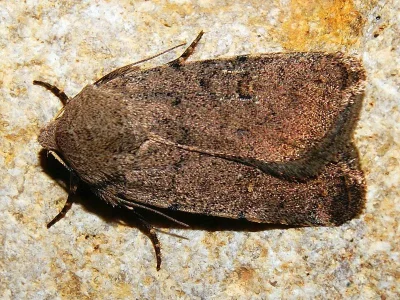 Caradrina (Paradrina) noctivaga